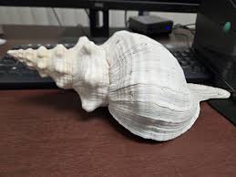 EXTRA LARGE Natural Brown Striped Horse Conch Sea Shell ...