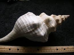 AMAZING Horse Conch Seashell Shells With Operculum 11 1/2 ...