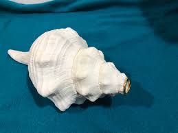 Horse Conch Horn