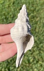 Florida Fossil Gastropod Terebraspira evergladesensis 3.75 ...