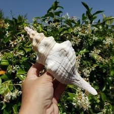 7.125" Florida Horse Conch Seashell (1 Shell) - Giant Horse ...