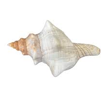 Fox | Conch | The Shell Connection