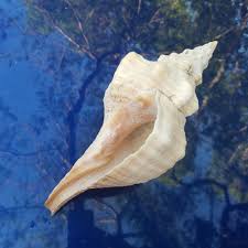Large Shell - Horse Conch - 10.75" | swflshellguide