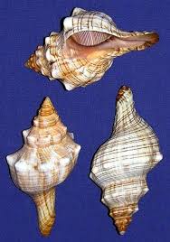 Striped Fox Shell-trapezium Horse Conch-4"-5"/5"-6"-seashell ...