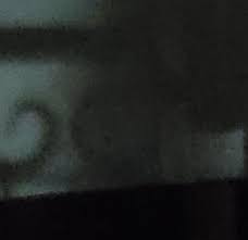 Woodstork madness in Port Richey....