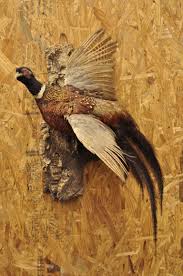 Vintage Ringneck Pheasant Bird Full Body Wall Mount Flying Taxidermy Decor at 1stDibs