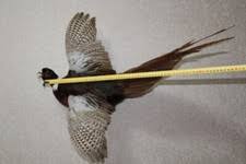 Wall Mount Bird Taxidermy for sale | eBay