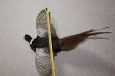 Wall Mount Bird Taxidermy for sale | eBay