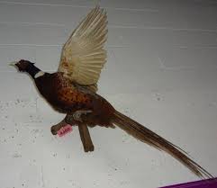 Flying Pheasant Taxidermy Wall Mount, Good Condition For Age, 35"L Auction | 1BID