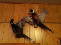 Hunting - Harrison Hall