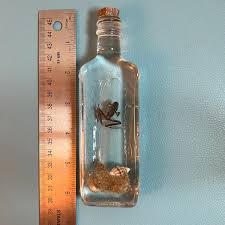 Frog Bottle - Cast Resin - Etsy Israel