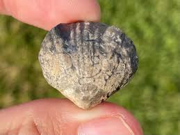 New York Fossil Brachiopod Devonian Age | eBay