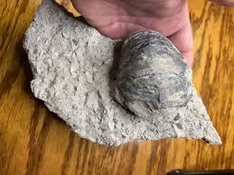 Cretaceous Exogyra Oyster Fossil Still In the Original ...