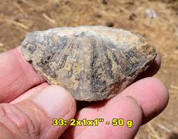 U.S. Fossil Specimens: Choose Exact Fossil - Brachiopod ...