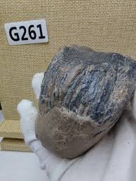 Exquisite fossilized teeth from the Ice Age and ancient ...