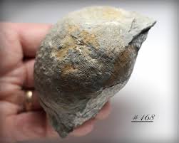 Large Brachiopod Fossil - Brachiopod 'orthotetes Keokuk ...
