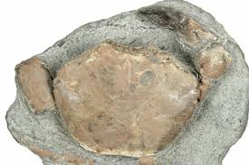 1.35" Oligocene Fossil Crab (Branchioplax) - Washington ...