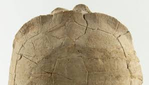 Oligocene Turtle Fossil, South Dakota | Creel and Gow