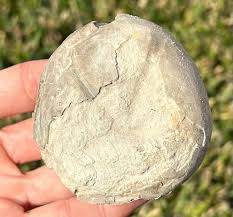BIG Texas Fossil Echinoid Sea Urchin Macraster Sp. 2.61 ...