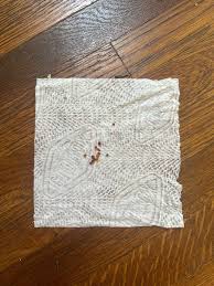 bug eggs found in home : r/whatsthisbug