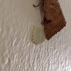 A moth laying eggs : r/whatsthisbug