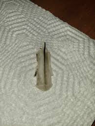 Fin found on Iceland beach : r/Fish