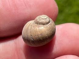 England Fossil Gastropod Euspira glaucinoides Eocene Age ...