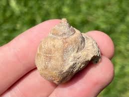 Austria Fossil Gastropod Pseudomaura bevissima Cretaceous ...