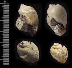 65 Million Year Old Platyphysa prinsepi Print. Art Prints ...