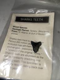 Archaeology Lot Of Fossils | eBay