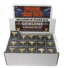 Shark Tooth – Shore And More