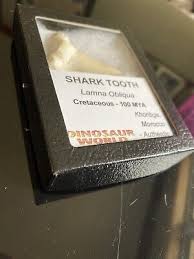 Fossil Shark Tooth- Lamna Obliqua Cretacous -100 MYA w/ Display Box Glass Front | eBay