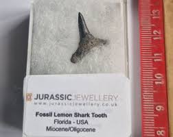 Fossil Lemon Shark Tooth -Florida -1.5cm - A Gorgeous Thin tooth | eBay