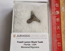 Fossil Lemon Shark Tooth -florida - Shiny Enamel 1cm for sale online | eBay UK