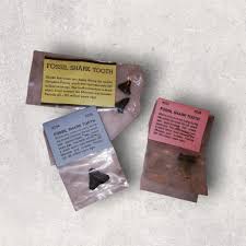 Shark tooth fossil – Nordicmarket