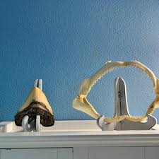 Real BULL SHARK Jaw 12" - Etsy