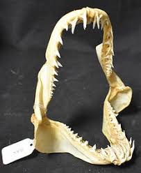 Mako Shark Jaws Taxidermy