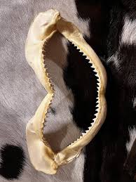 Any help identifying this shark jaw? : r/marinebiology