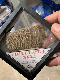 Been asked for anymore Isle of Wight Fossils here are some large pieces of turtle shell in display case only £5.00 each