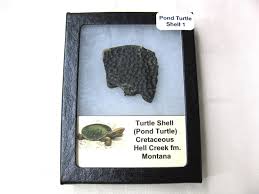 Pond Turtle Shell Section #1 | Fossils for Sale