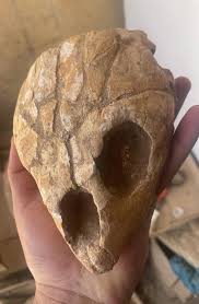 RARE Turtle Skull Fossil - Exclusive Prehistoric Gem - Etsy
