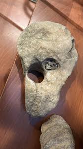 This sounds crazy but I think I found a plesiosaur. : r/fossils