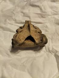 What bone is this? : r/bonecollecting