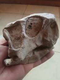 Psittacosaurus - Is It Real? How to Recognize Fossil ...