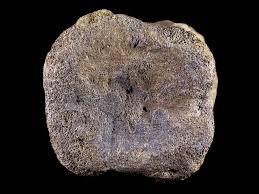 25 Edmontosaurus Fossil Tail Vertebrae Bone Lance Creek ...