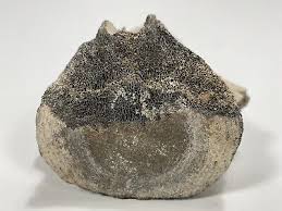 Miocene Nomini Cliffs Fossilized Whale or other Sea mammal ...