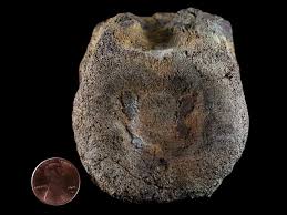 3.1" Edmontosaurus Dinosaur Fossil Tail Caudal Vertebrae ...