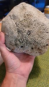 Strange coral(?) found in a ditch in rural Southern Ontario ...