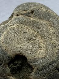 Picked this up at Yaverland thinking it was possibly a ...