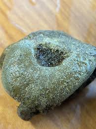 Fossil bones and an agate : r/rockhounds